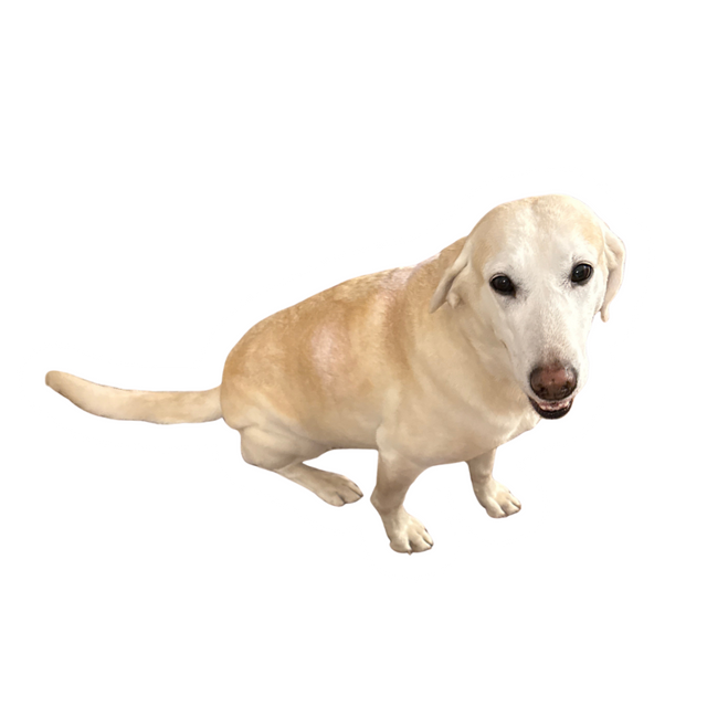 Our hand-edited pillow design